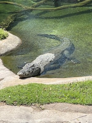 IMG_0785.jpeg
