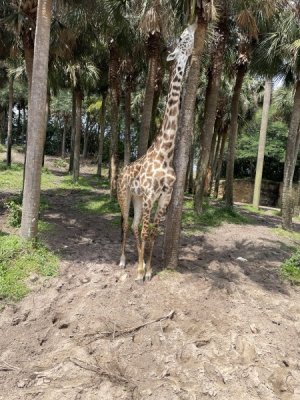 IMG_0790.jpeg