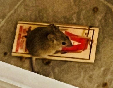 mouse.jpg