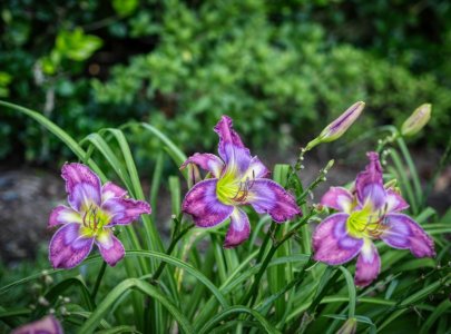 purple_1800_1390440_hdr.jpg