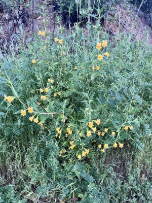 wildflowers.jpg