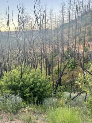 burned trees.jpg