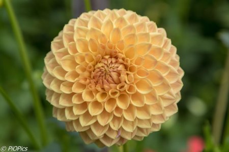 200108 Ripponlea.jpg