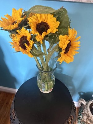 baby sunflowers.jpg