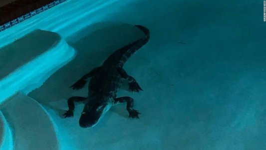 190727144109-01-gator-in-florida-pool-super-tease.jpg