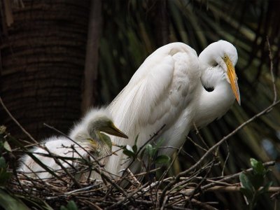 egret_P4121845_1200.jpg