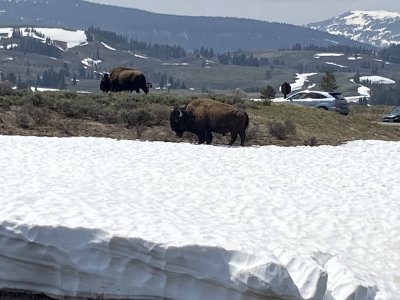 bison 2.jpeg
