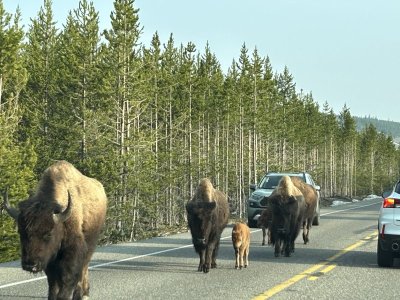 baby bison.JPEG