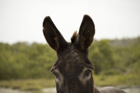 donkey small.jpg
