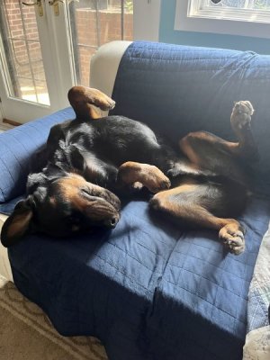 belly rubs.jpg