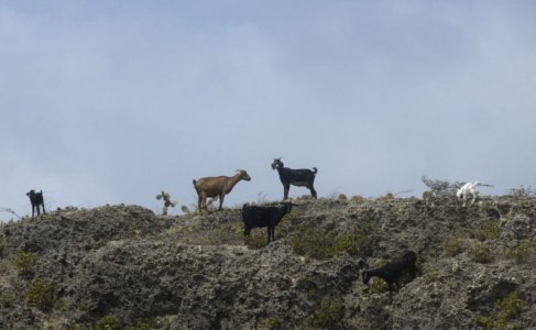 curagoats s.jpg