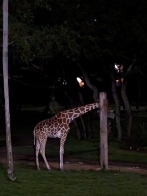 AKL night.jpg