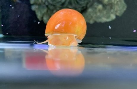 Snail.jpeg