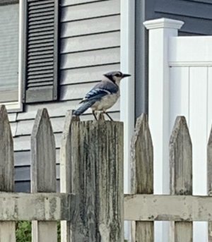IMG_3955.jpeg