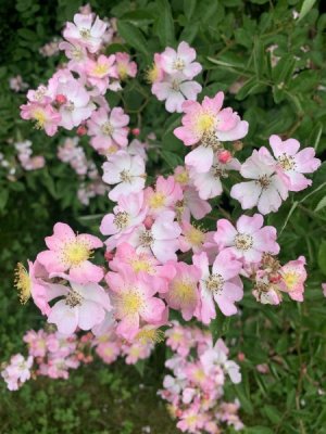 IMG_9602.jpeg