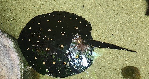 20230613_121250_copy_520x277.jpg