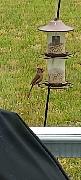 Female cardinal.jpg