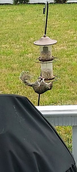 Squirrel June 23.jpg
