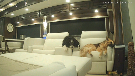 dogs.png