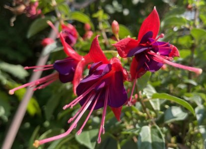 IMG_1445.jpeg