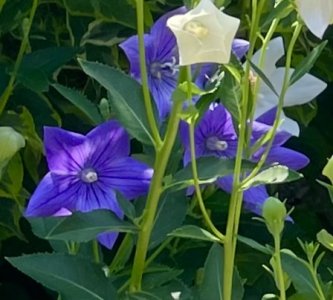 IMG_1438.jpeg