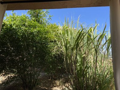 IMG_7396.jpeg