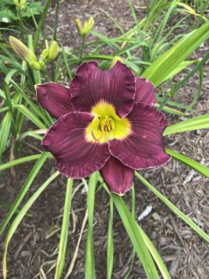 IMG_9498.jpeg
