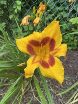 IMG_9501.jpeg