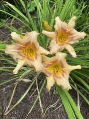 IMG_9502.jpeg