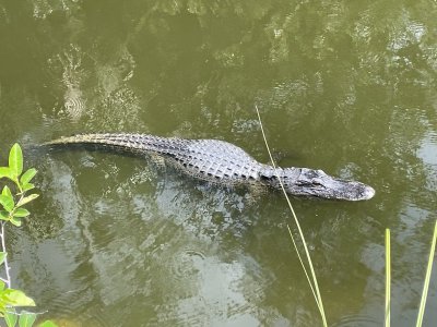 IMG_7401.JPG