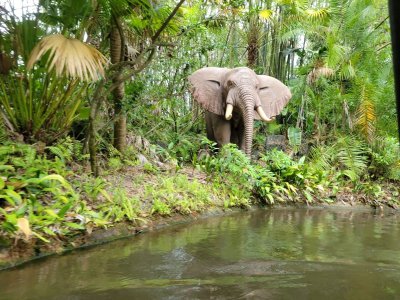 Jungle Cruise Elephant.jpg