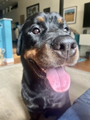 panting.jpg