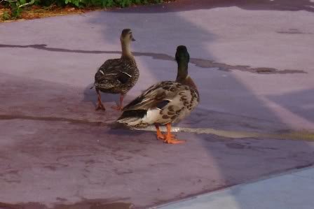 DSC01100.JPG