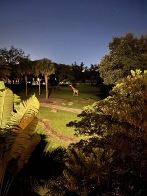 AKL_nighttime.jpg