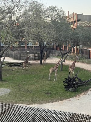 IMG_0048.jpeg
