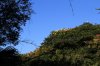 tress now gone.jpg
