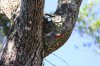 Red Head Wood Pecker.jpg