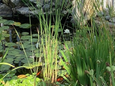 IMG_4833.jpeg