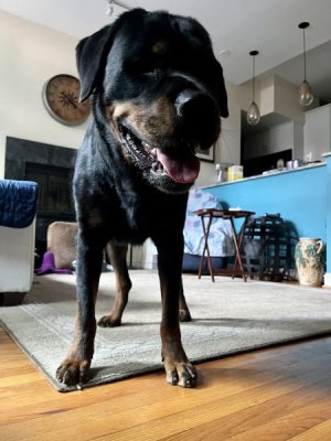 find the treat.jpg