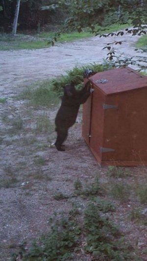 Bear NH July 2023 2.jpg