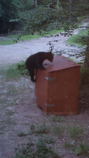 Bear NH July 2023.jpg