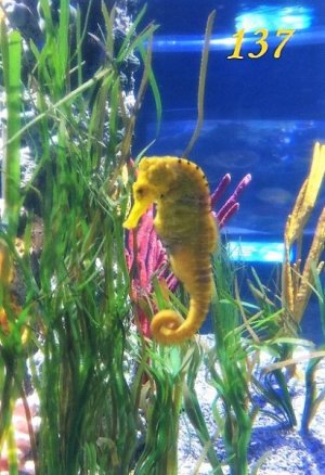 THE SEAS SEAHORSE.jpg