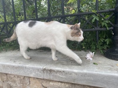 6cat.jpg