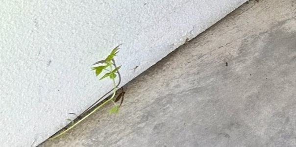 Plant in Garage.jpg