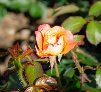 18 LV_RoseGrdn 0103.jpg