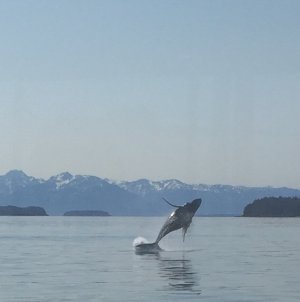 IMG_2420.jpeg