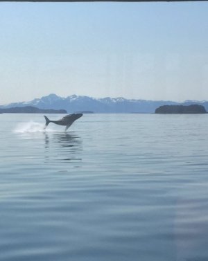IMG_2419.jpeg