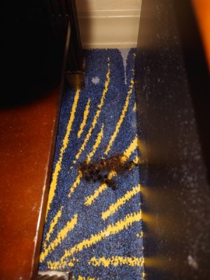 DSC_3158.JPG