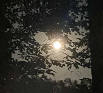 IMG_6274.jpeg