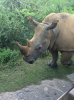 rhino safari 1.jpg
